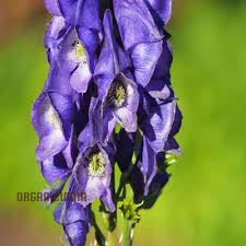 Attēlu rezultāti vaicājumam “Aconitum napellus”