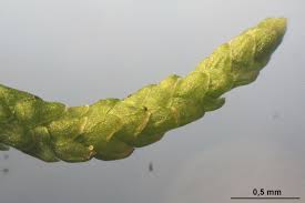 Attēlu rezultāti vaicājumam “Myurella julacea”