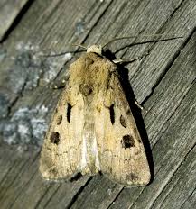 Attēlu rezultāti vaicājumam “Agrotis exclamationis”