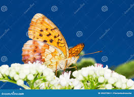 Attēlu rezultāti vaicājumam “Brenthis daphne upperside”