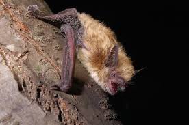 Attēlu rezultāti vaicājumam “Myotis sp.”