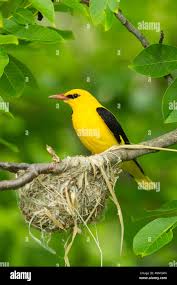 Attēlu rezultāti vaicājumam “Oriolus oriolus male”