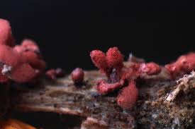 Attēlu rezultāti vaicājumam “Arcyria incarnata spores”