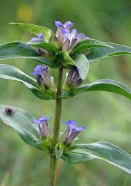 Attēlu rezultāti vaicājumam “Gentiana cruciata bud”