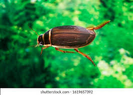 Attēlu rezultāti vaicājumam “Dytiscus marginalis”