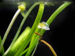 Attēlu rezultāti vaicājumam “Subularia aquatica leaf”