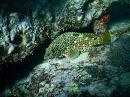Image result for Epinephelus adscensionis