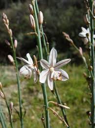 Image result for Asphodelus fistulosus
