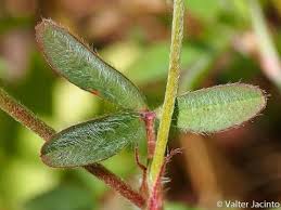 Attēlu rezultāti vaicājumam “Trifolium arvense”