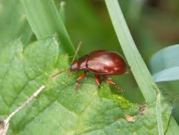 Attēlu rezultāti vaicājumam “Chrysolina staphylaea”
