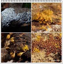 Attēlu rezultāti vaicājumam “Perichaena corticalis sessile”