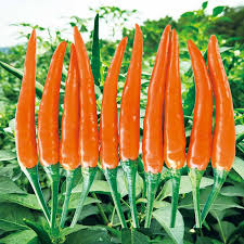 Afbeeldingsresultaat voor turkish cayenne hot pepper