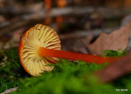 Attēlu rezultāti vaicājumam “Hygrocybe cantharellus”