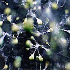 Attēlu rezultāti vaicājumam “Colloderma sp.”