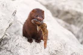 Attēlu rezultāti vaicājumam “Mustela vison”