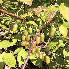 Attēlu rezultāti vaicājumam “Actinidia kolomikta fruit”