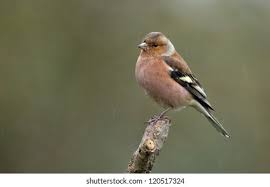 Attēlu rezultāti vaicājumam “Fringilla coelebs female”