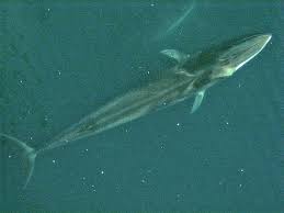 Image result for Balaenoptera physalus