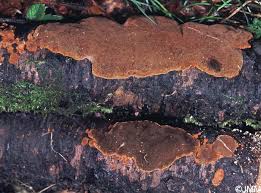 Attēlu rezultāti vaicājumam “Phellinus ferruginosus”