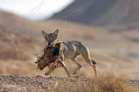Image result for canis lupus arabs