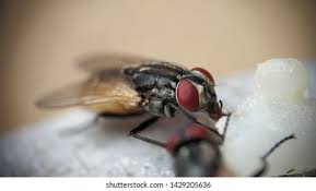 Attēlu rezultāti vaicājumam “Diachea muscorum macro”