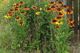 Attēlu rezultāti vaicājumam “Rudbeckia hirta var. hirta”