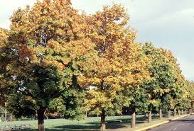 Attēlu rezultāti vaicājumam “Acer platanoides”