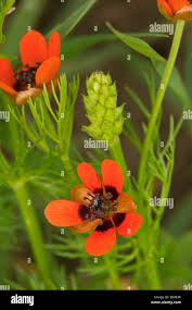 Image result for Adonis aestivalis