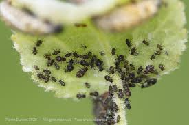 Attēlu rezultāti vaicājumam “Chaitophorus populeti”