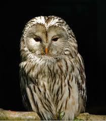 Attēlu rezultāti vaicājumam “Strix uralensis adult”