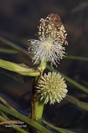 Attēlu rezultāti vaicājumam “Sparganiaceae”