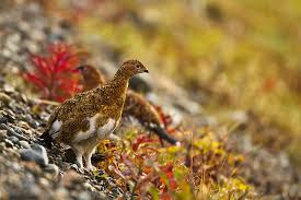 Image result for Lagopus lagopus