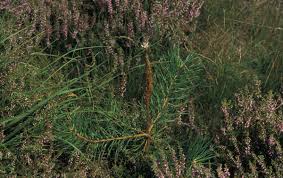 Attēlu rezultāti vaicājumam “Acantholyda erythrocephala”