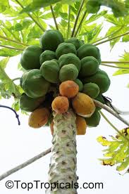 Image result for Carica papaya