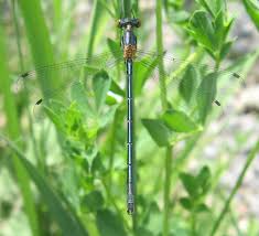 Attēlu rezultāti vaicājumam “Lestes dryas male”