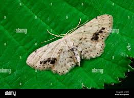 Attēlu rezultāti vaicājumam “Idaea dimidiata”