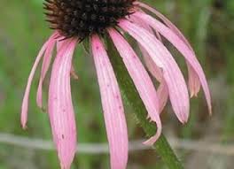 Image result for Echinacea pallida