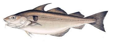 Image result for Melanogrammus aeglefinus