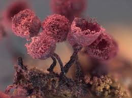 Attēlu rezultāti vaicājumam “Cribraria purpurea macro”