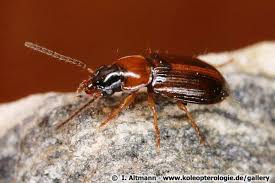 Attēlu rezultāti vaicājumam “Acupalpus flavicollis”