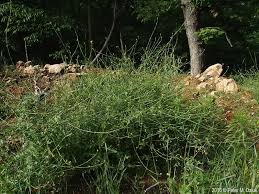 Attēlu rezultāti vaicājumam “Sisymbrium volgense”