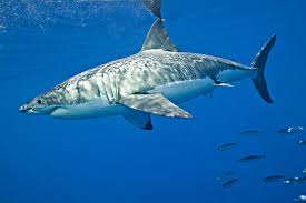 Image result for Carcharodon carcharias
