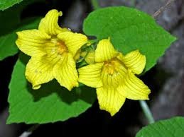 Attēlu rezultāti vaicājumam “Thladiantha dubia”