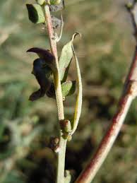 Attēlu rezultāti vaicājumam “Atriplex patula leaf”