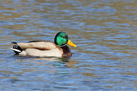Attēlu rezultāti vaicājumam “Anas platyrhynchos”