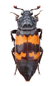 Attēlu rezultāti vaicājumam “Nicrophorus investigator”