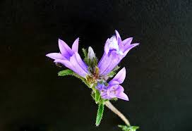 Image result for Campanula lingulata
