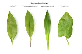 Image result for Bärlauch