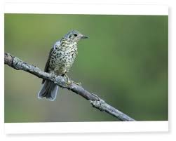 Attēlu rezultāti vaicājumam “Turdus viscivorus juvenile”