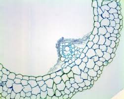 Attēlu rezultāti vaicājumam “Isoetaceae”